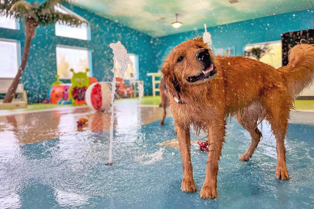 Dog in a water park 