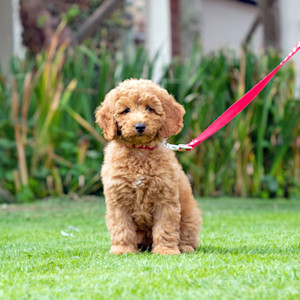Cute Doodle puppy sitting outside.