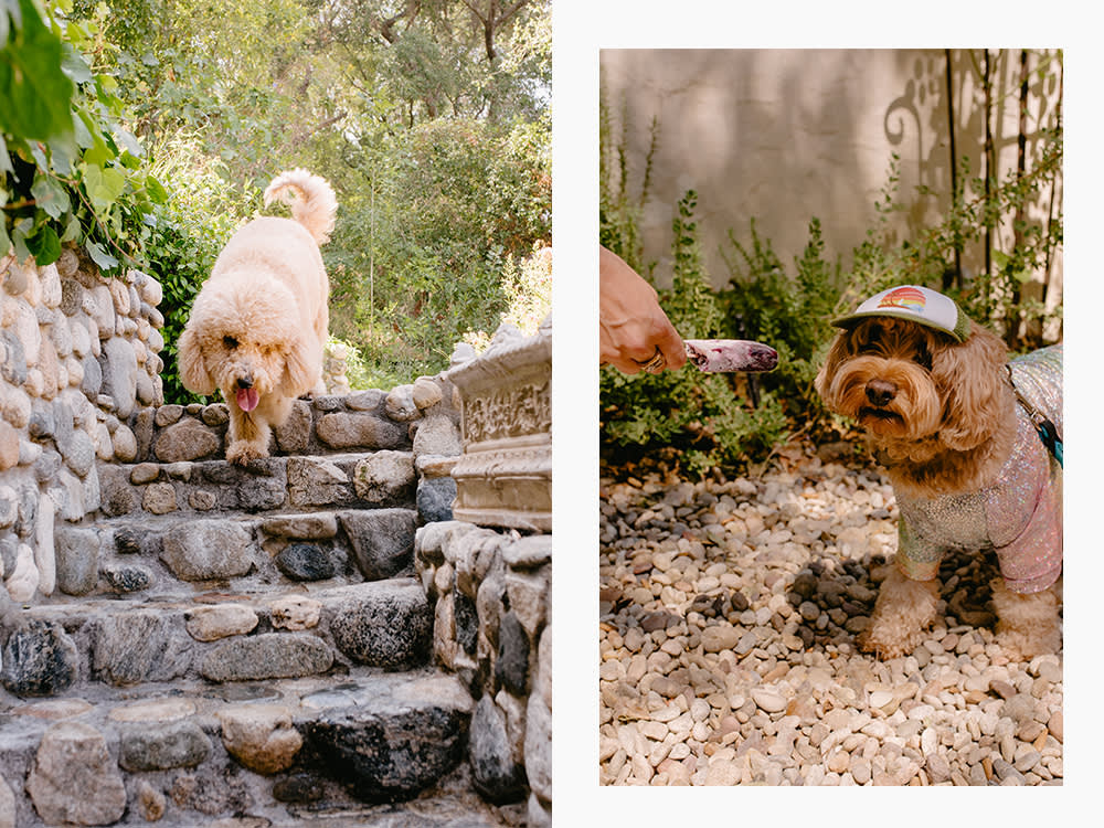 a fluffy dog descends cobblestone steps; a brown dog in a hat is fed a treat