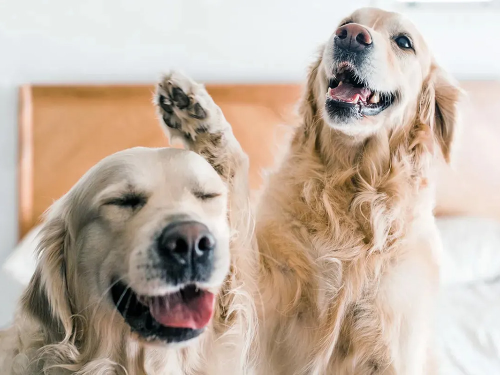 Two Golden Retrievers sit on a bed, laughing.