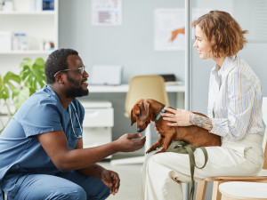 Young female pet parent consulting with African-American male veterinarian while holding her Doxin dog in her lap