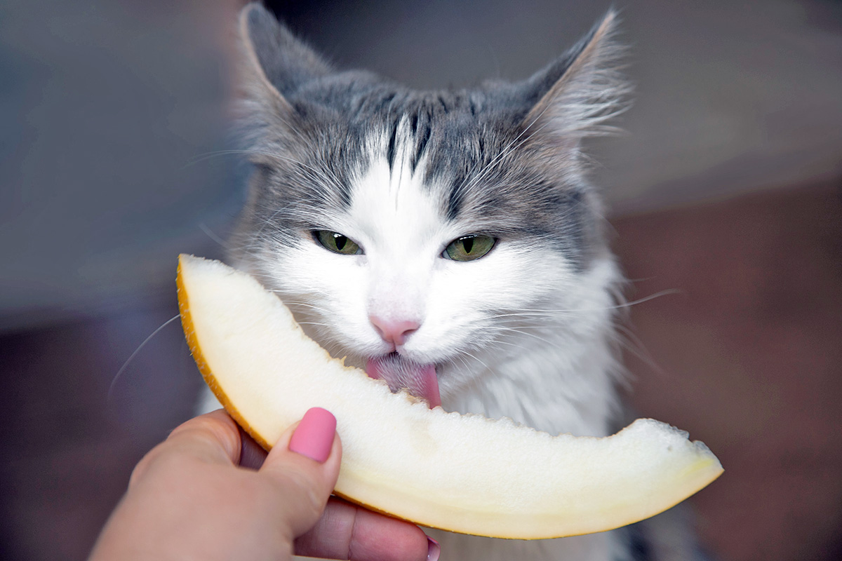 a cat licking melon
