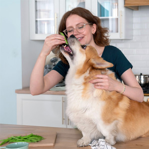 Woman feeding her corgi dog green beans.