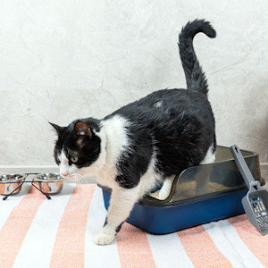 Cat leaving it's litter box at home.