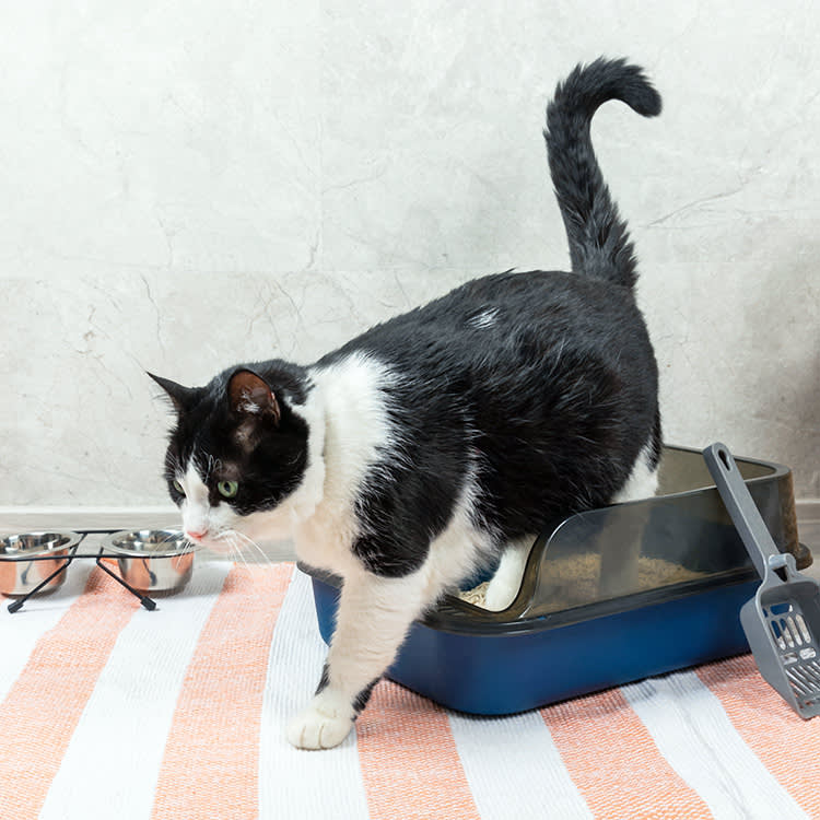 Cat leaving it's litter box at home.
