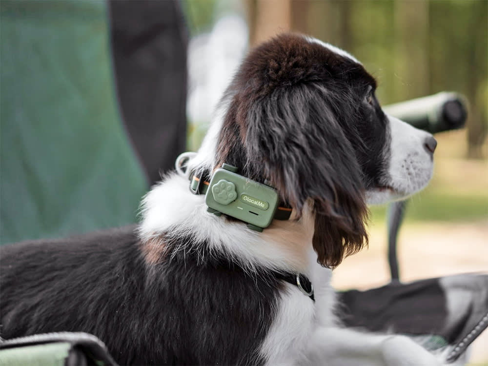 PetPhone – First Smartphone Designed For Pet.