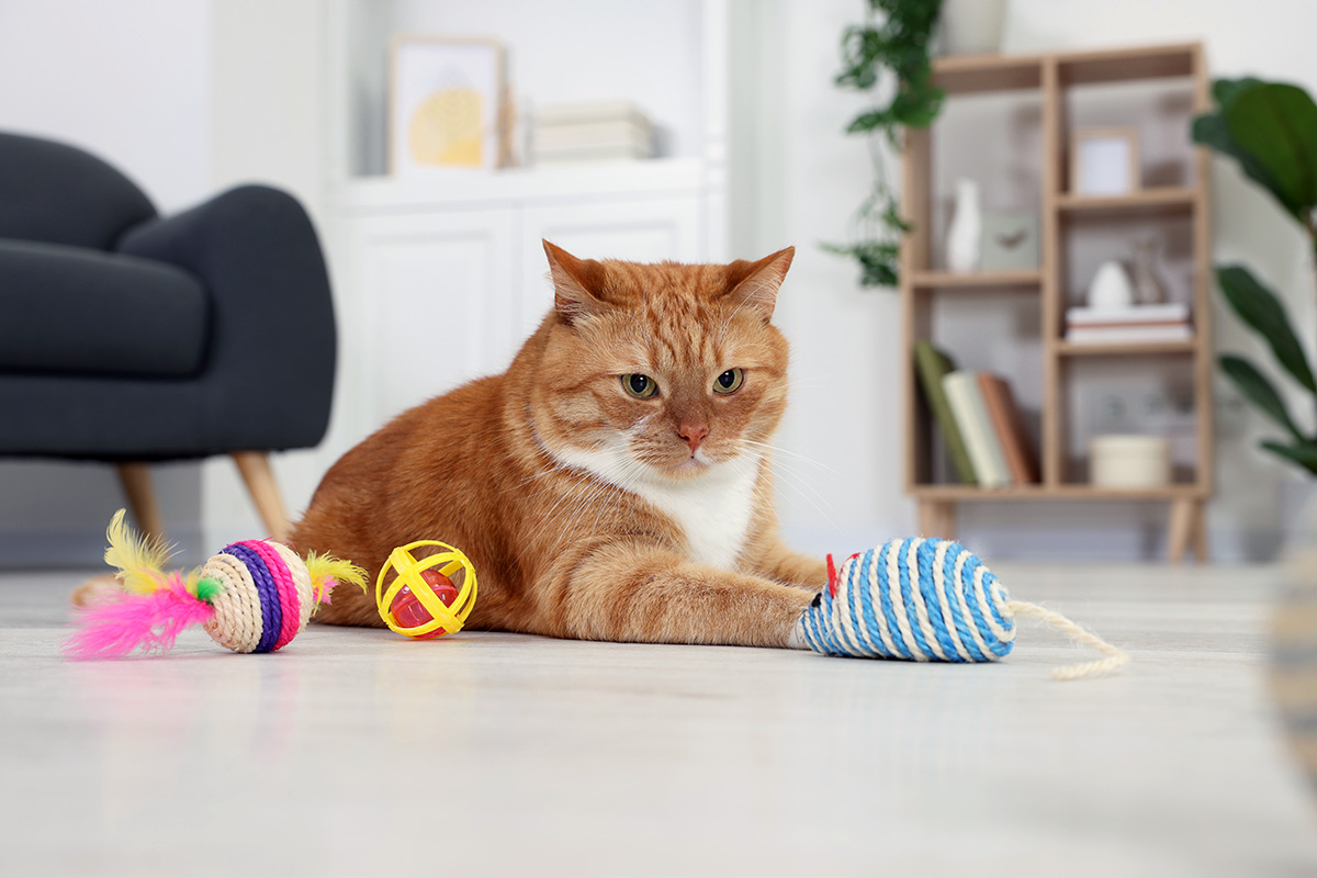cat with multiple toys