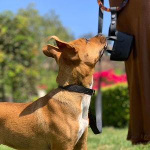 A dog wearing a vegan collar. 