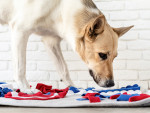 Senior mixed breed dog playing with washable snuffle rug for hiding dried treats 