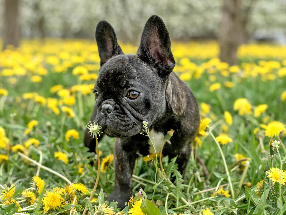 A small black dog stands amid a field of yellow dandelions in bloom.