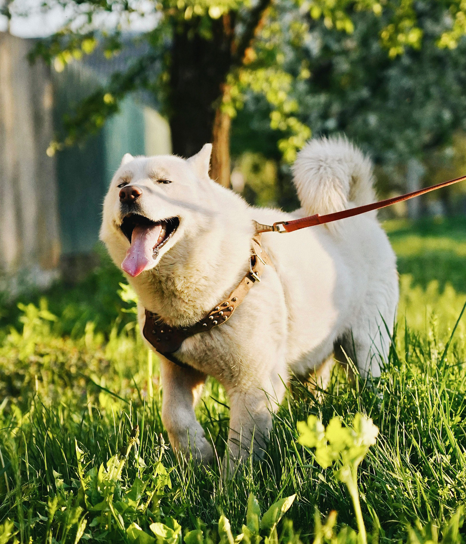 White Dog running through grass on a lead
