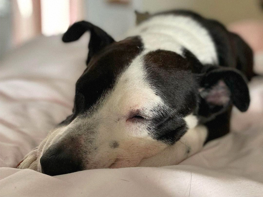 vicky kuperman's dog coach sleeping