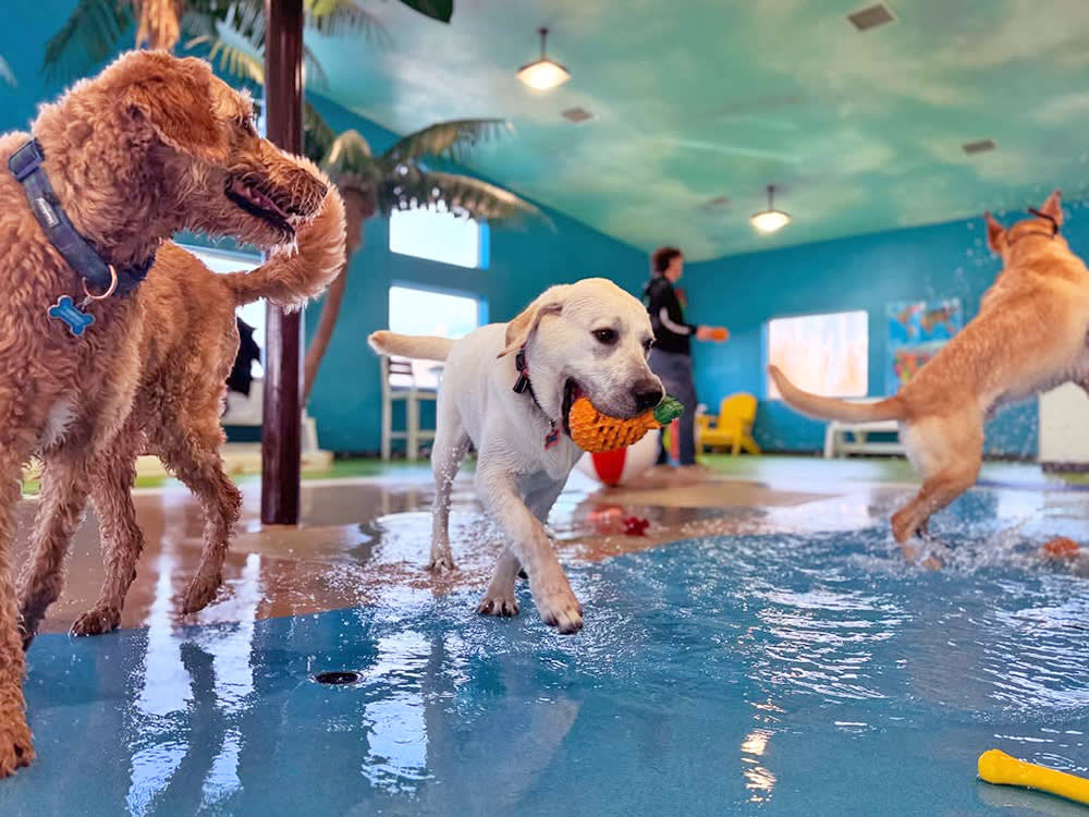 Dogs having fun at a splash park.