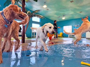 Dogs having fun at a splash park.