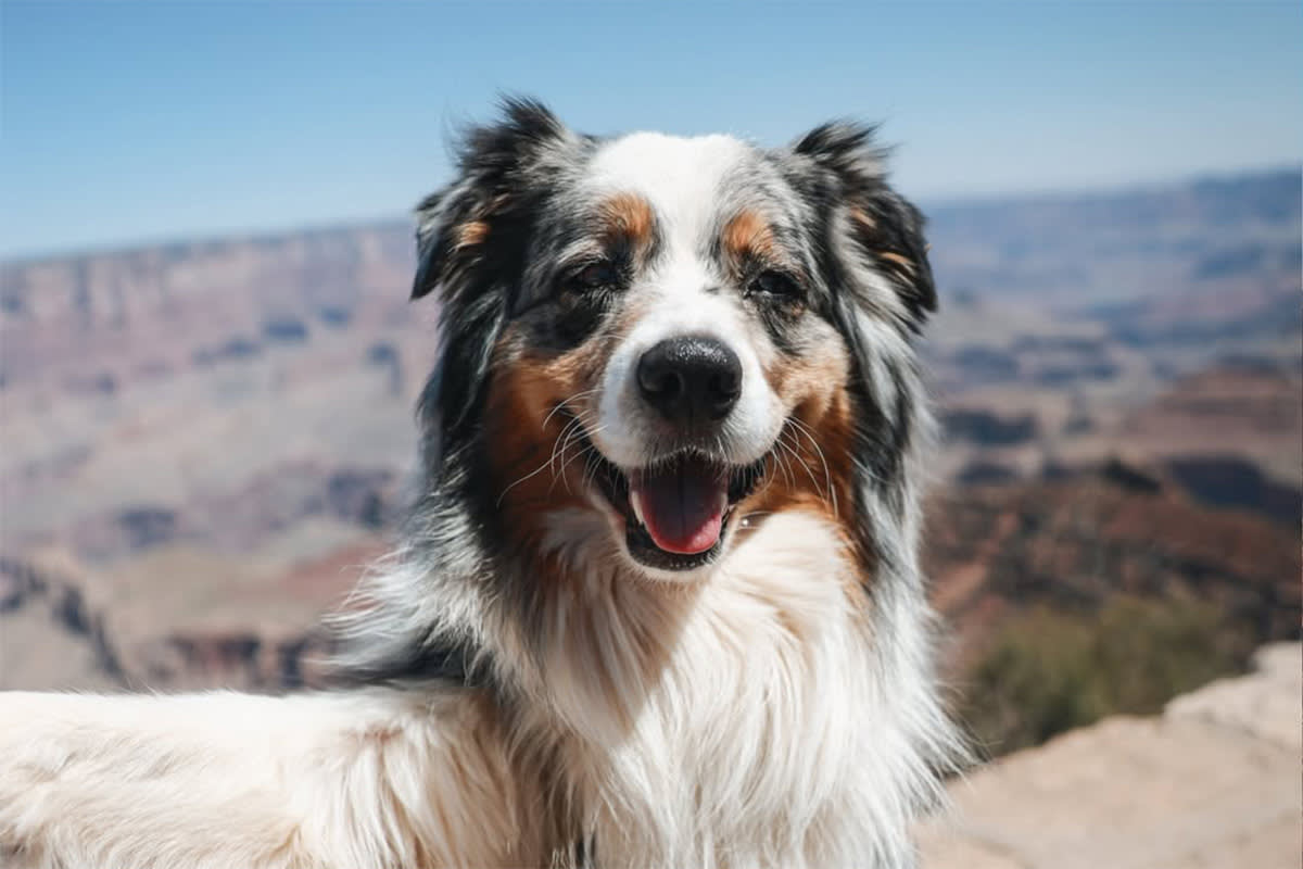 Dog at Grand Canyon National Park