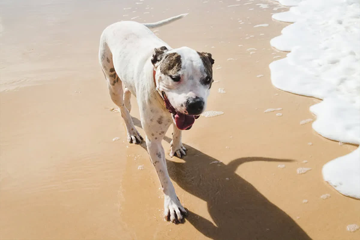 a dog walking on sand on the beach