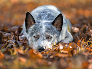 Cute dog laying down in the fall leaves outside.