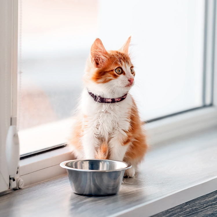 Kitten sitting by empty bowl at home.