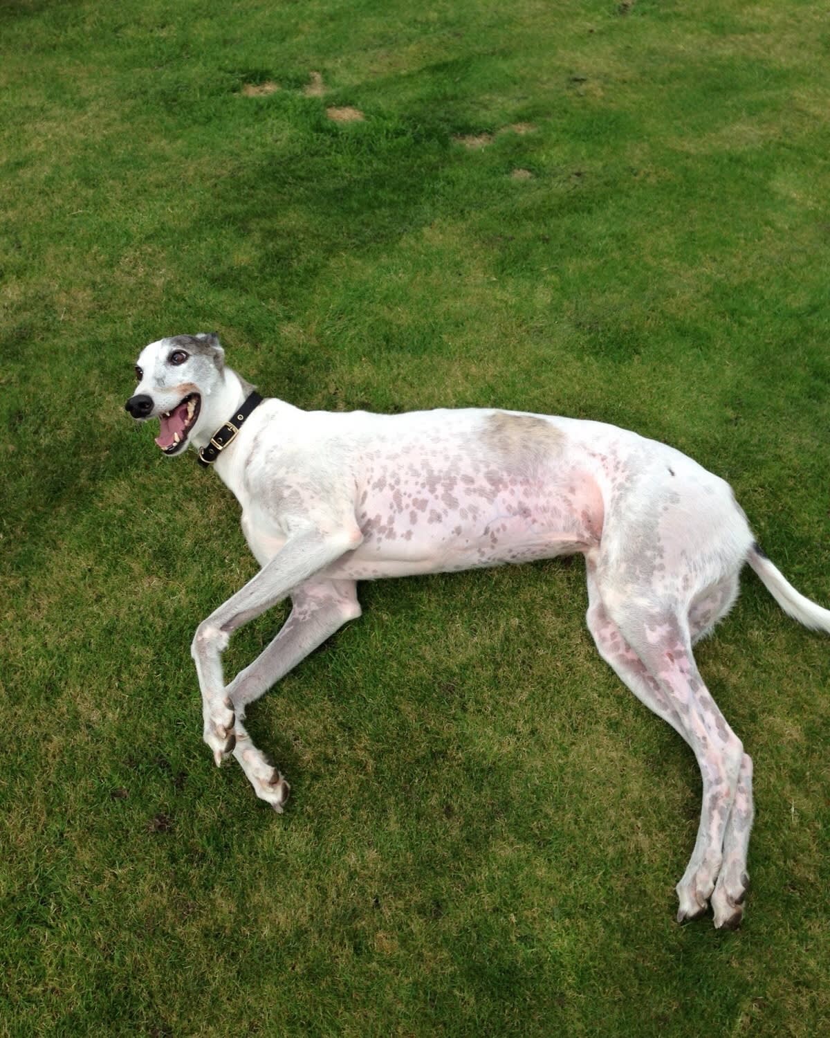 a picture of a greyhound lying down rolling on the grass