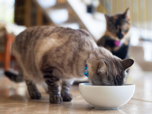 Siamese cat drinking out of a bowl while another cat watches.