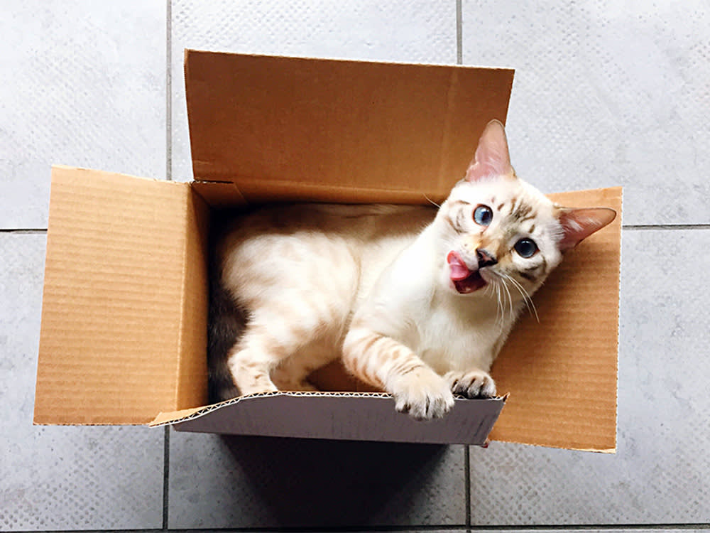 A cross-eyed white cat with their tongue hanging out, sat inside a cardboard box.