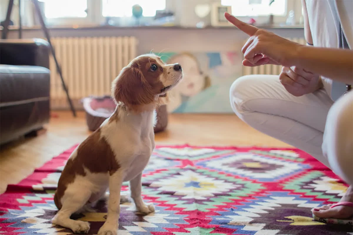 Person pointing a finger at a dog