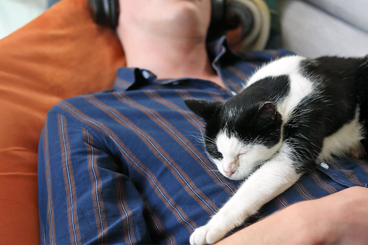 Cat lying on top of a person