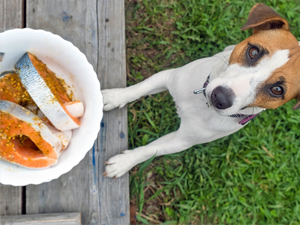 Dog begging for some salmon on a table.