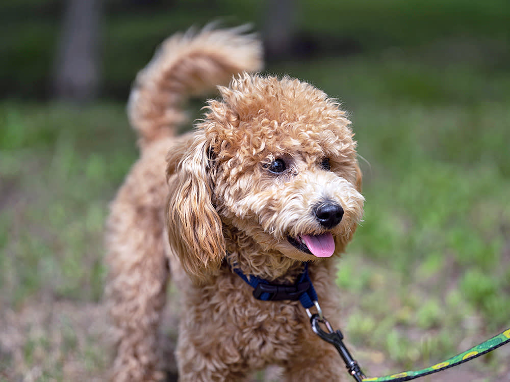 A small brown dog on a leash sticks their pink tongue out.