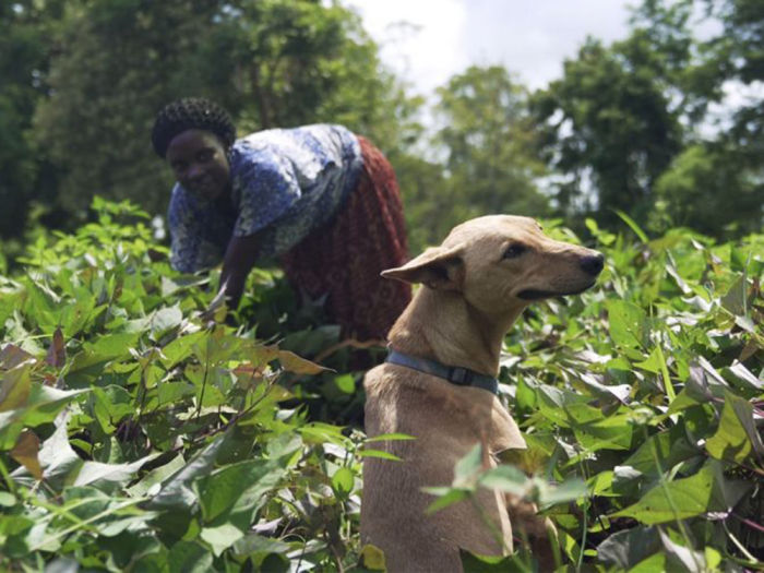 A shot from the the film, We Don’t Deserve Dogs, which shows a dog in a field with its owner, who is harvesting in the field.