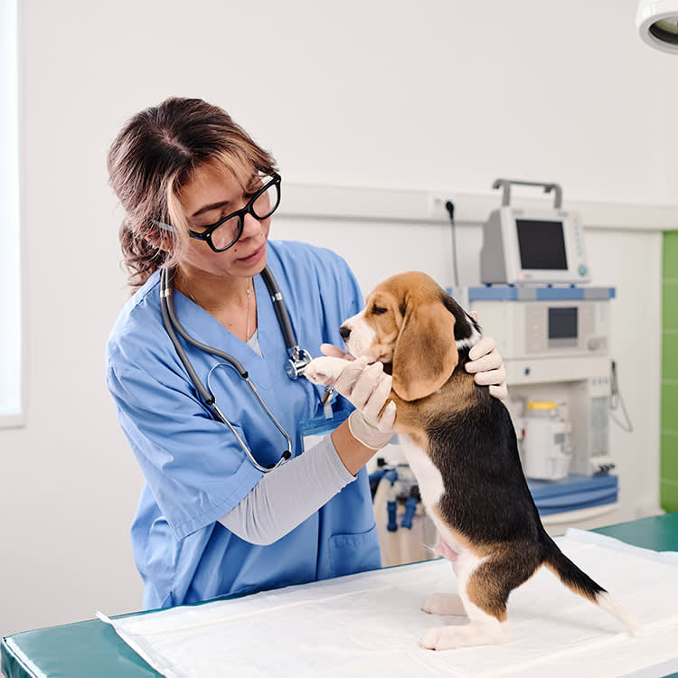 a vet inspects a Beagle puppy