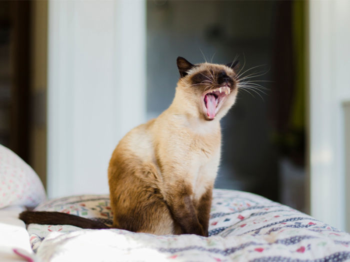 Siamese cat coughing