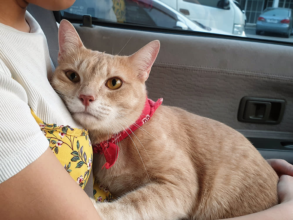 An adorable young cat cuddling owner when owner is hugging without a carrier for reducing cat stress during car ride.
