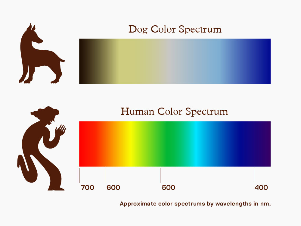Сколько оттенков различает. Цветовое восприятие собак. Цветовое зрение собак. У собак цветное зрение. Какие цвета видят собаки.