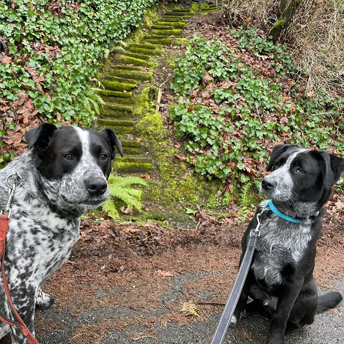 two dogs outside at Burke Gilman park