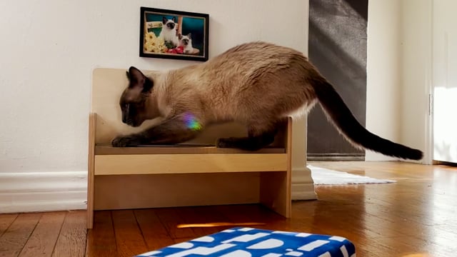 Cat Couch featuring Morris