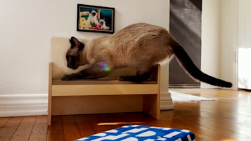 Cat Couch featuring Morris