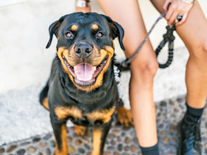 Rottweiler dog looking at camera