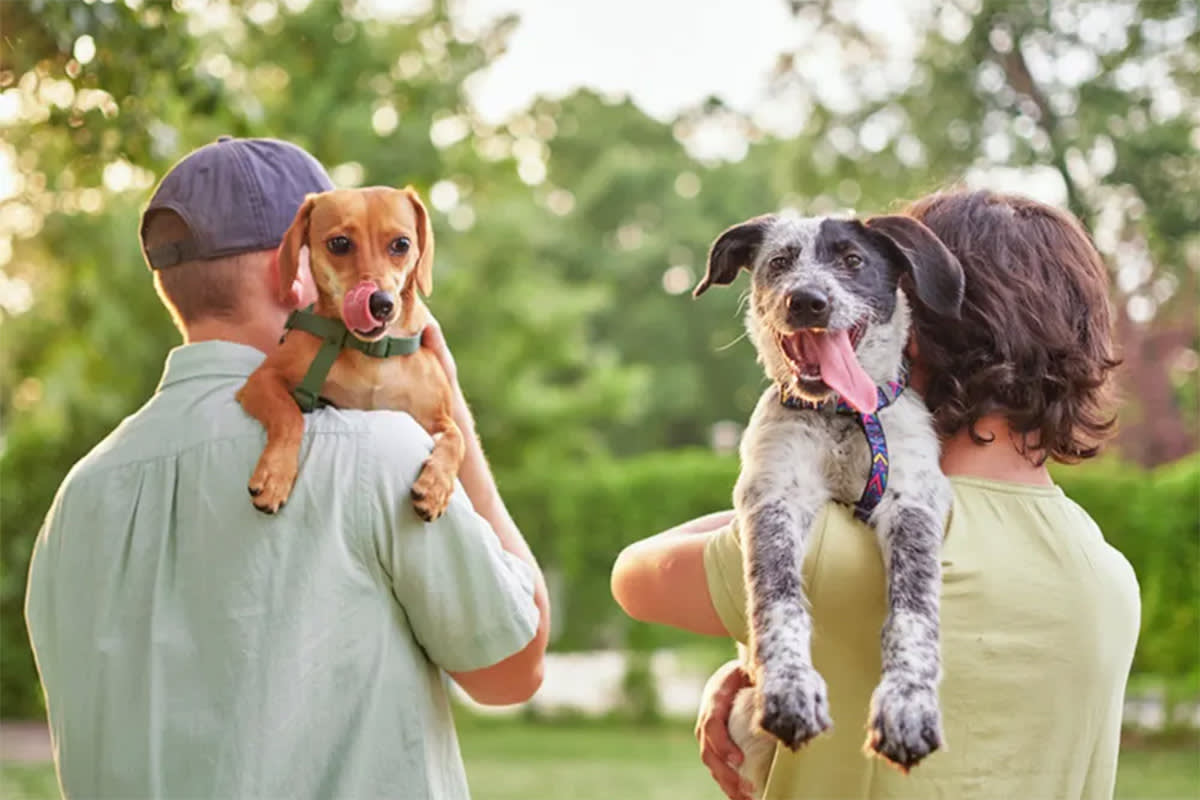Two dogs side by side