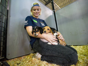 Kate Mara on the ground with three dogs in her lap 