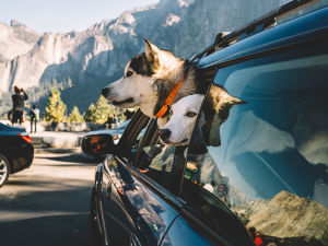 A husky dog and a golden retriever dog both poking their heads out of the window of a car window in front of the mountainous scenery of the Yosemite National Park