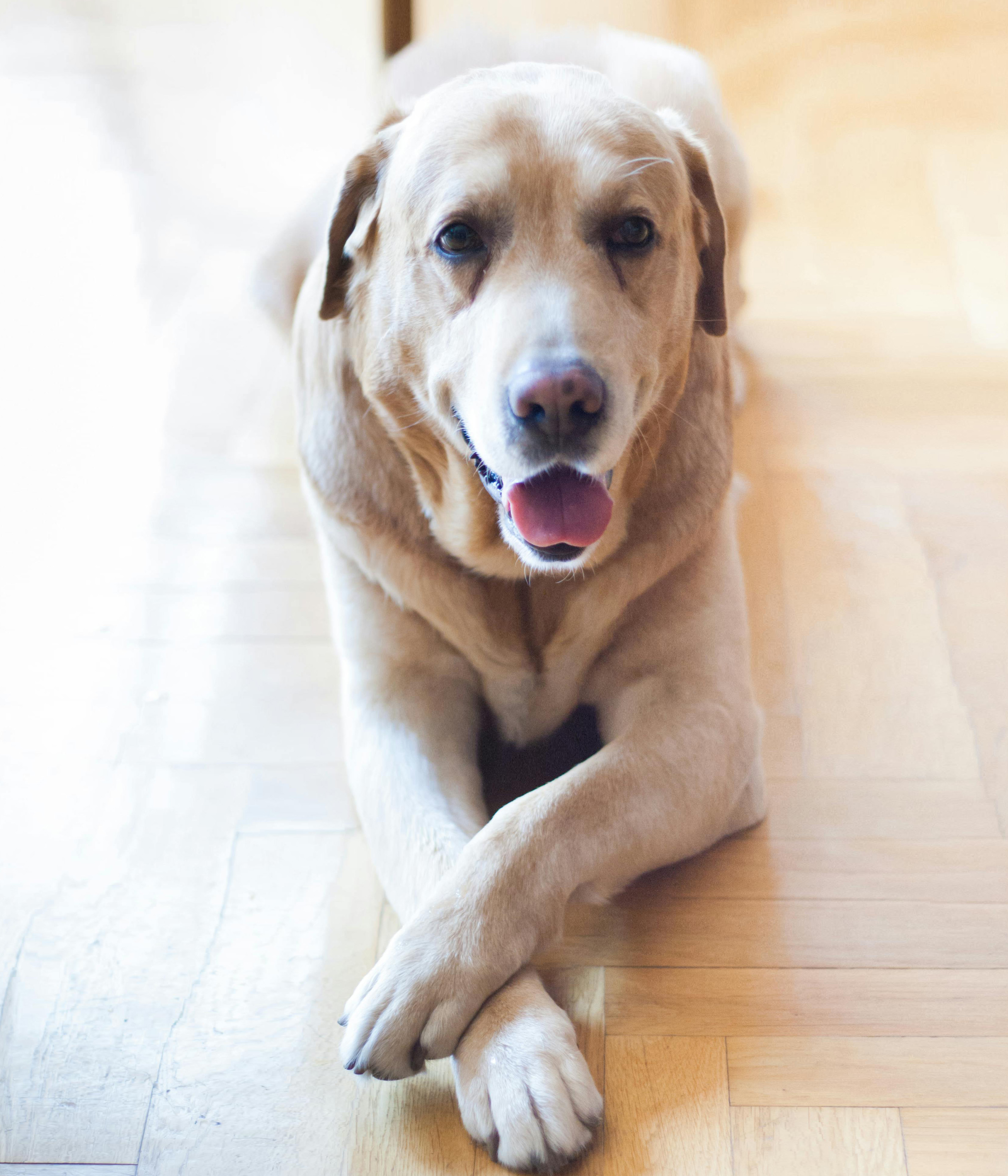 golden labrador lying down with their paws crossed