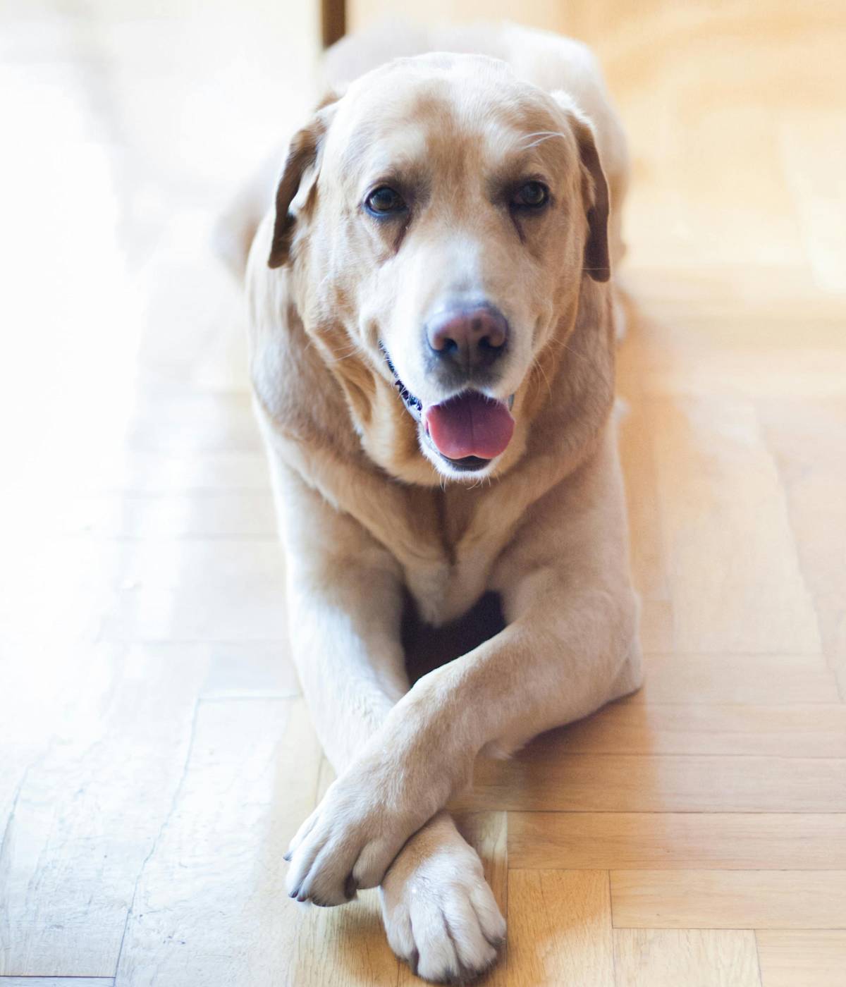 golden labrador lying down with their paws crossed