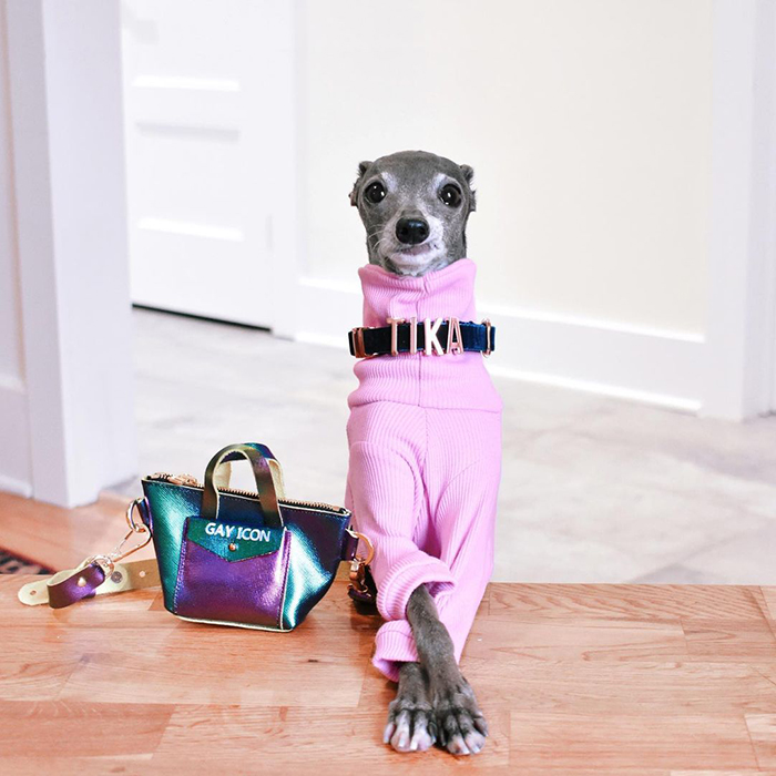 tika the iggy in their custom collar