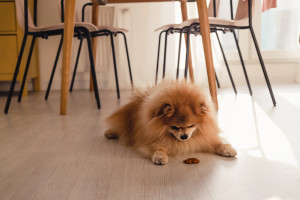 A Pomeranian dog sitting on the floor beneath a table looking at a treat awaiting permission to eat it