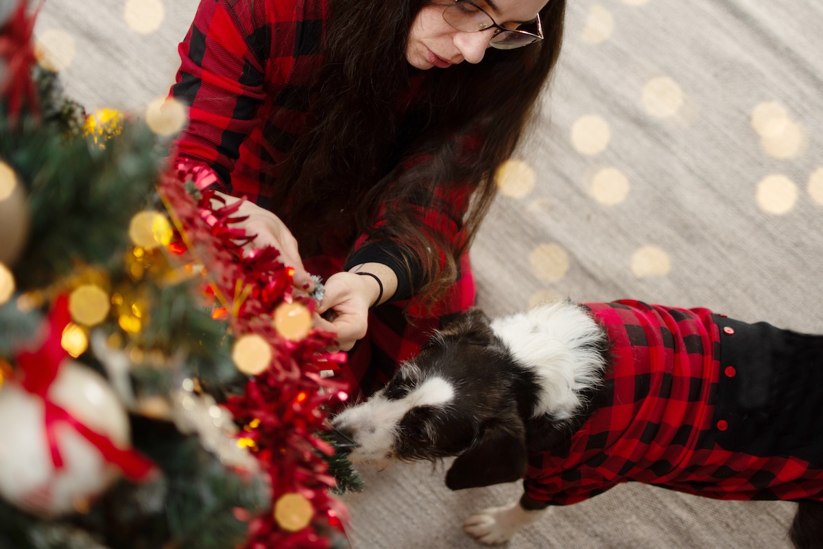 Dog in holiday pajamas