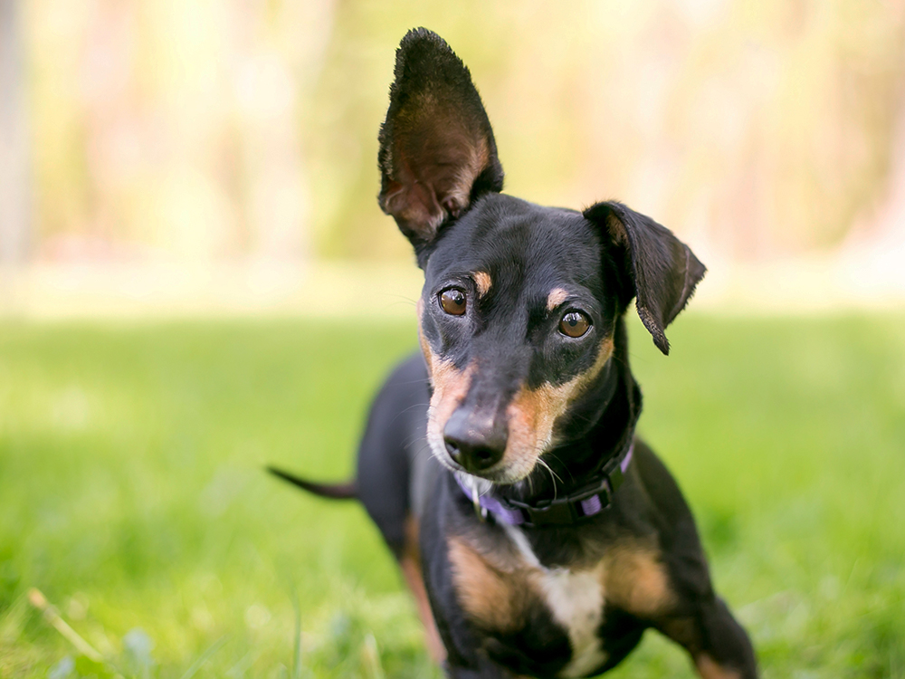 what does it mean when a dog ears are sideways