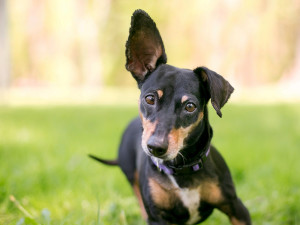 Puppy with one ear up an done ear down.