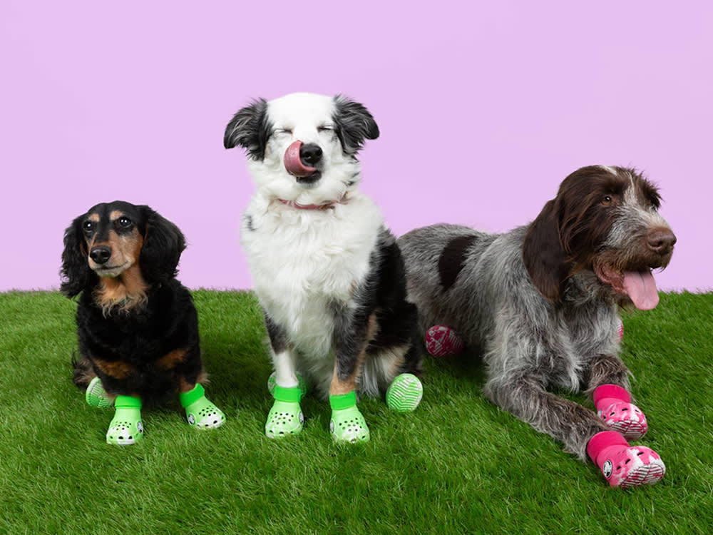 three dogs wear Crocs