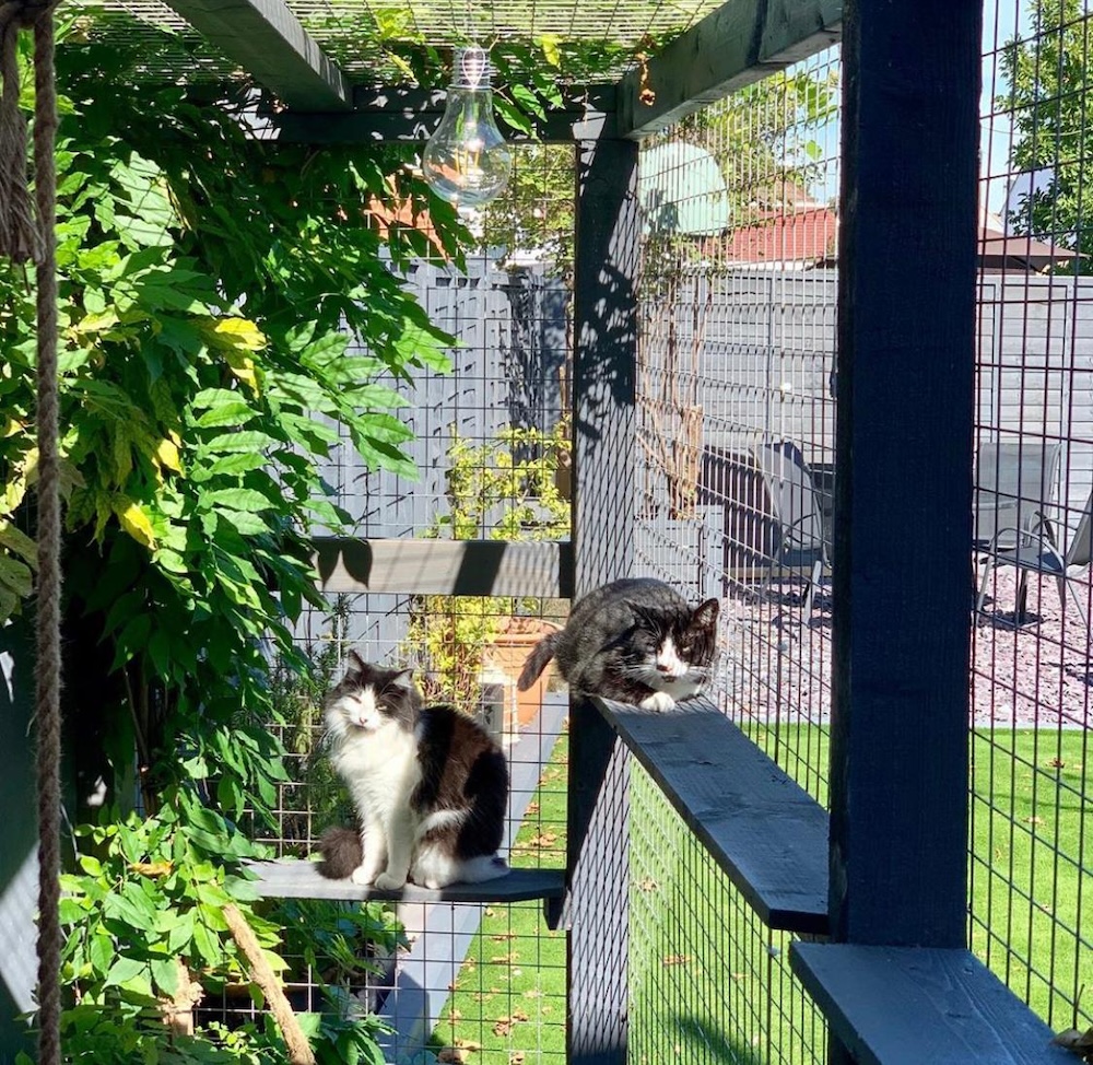 two cats sit in the sun inside a catio